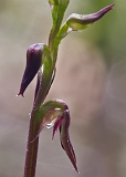 Corunastylis despectans Sharp Midge-orchid(3)